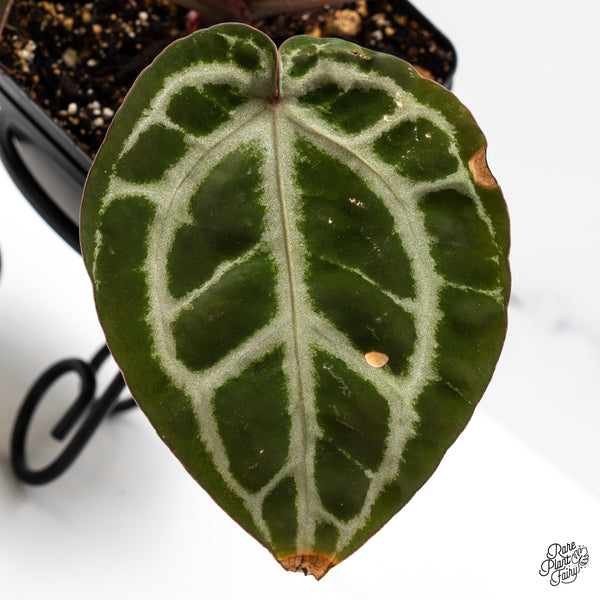 Anthurium Crystal Red '12' x Zara '14' by DocBlock® (wk45-D)