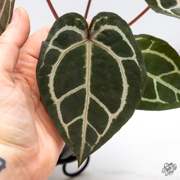 Anthurium Crystal Red '12' x Zara '14' by DocBlock® (wk45-L)