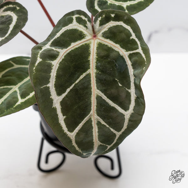 Anthurium Crystal Red '12' x Zara '14' by DocBlock® (wk45-L)