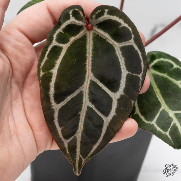 Anthurium Crystal Red '12' x Zara '14' by DocBlock® (wk46-L)