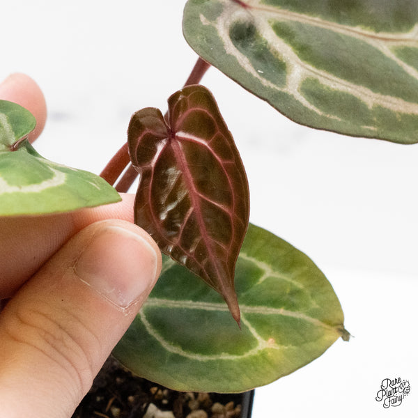 Anthurium Crystal Red '12' x Zara '14' by DocBlock® (wk48-S)