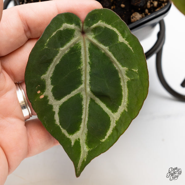 Anthurium Crystal Red '12' x Zara '14' by DocBlock® (wk49-G)