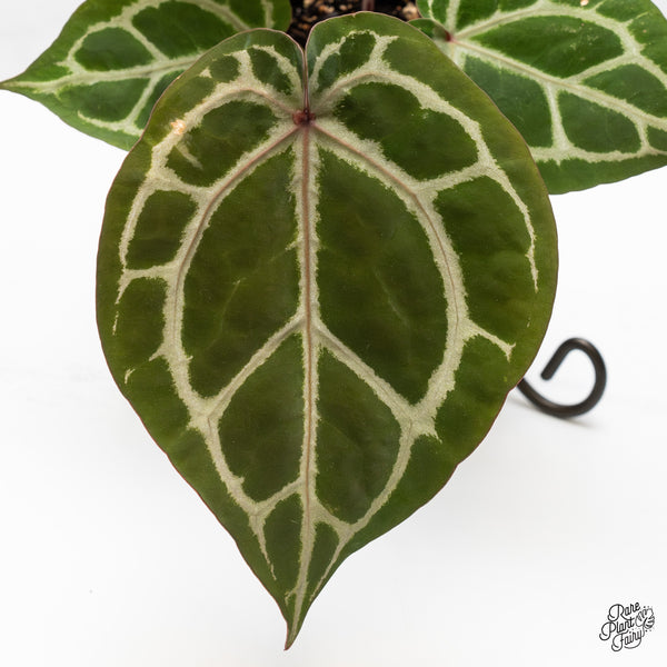 Anthurium Crystal Red '12' x Zara '14' by DocBlock® (wk49-G)