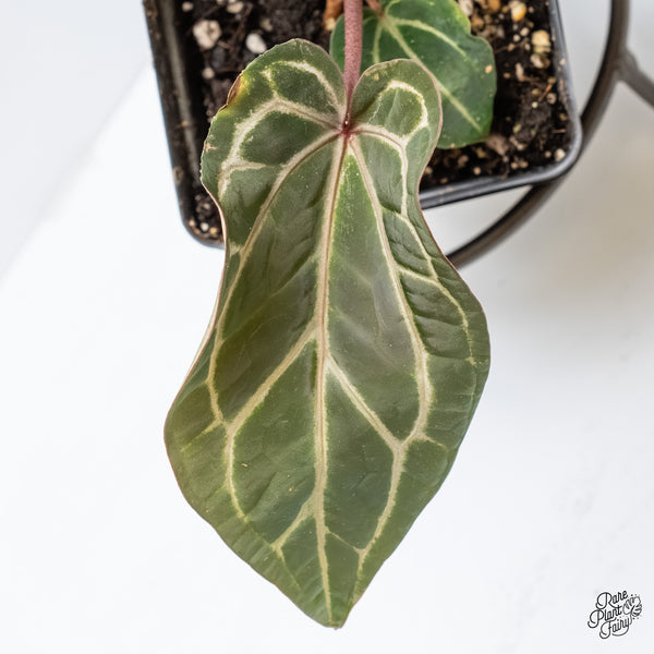 Anthurium Crystal Red '12' x Zara '14' by DocBlock® (wk4-Q)