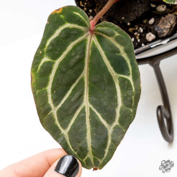 Anthurium Crystal Red '12' x Zara '14' by DocBlock® (wk4-Q)