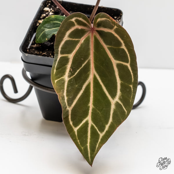 Anthurium Crystal Red '12' x Zara '14' by DocBlock® (wk4-Q)