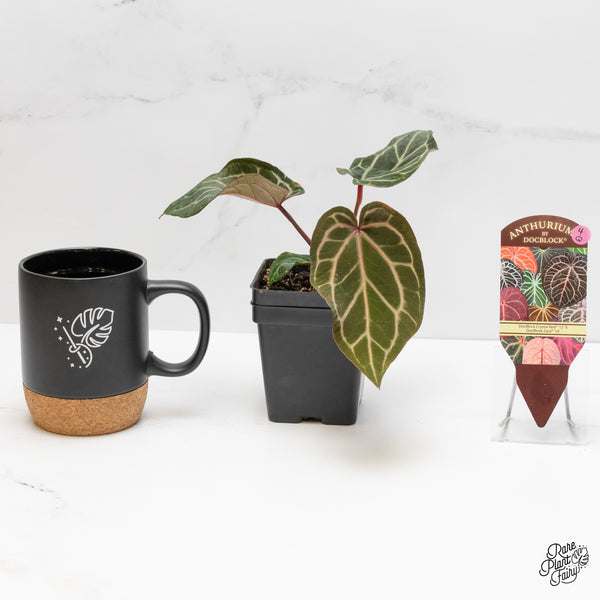 Anthurium Crystal Red '12' x Zara '14' by DocBlock® (wk4-Q)