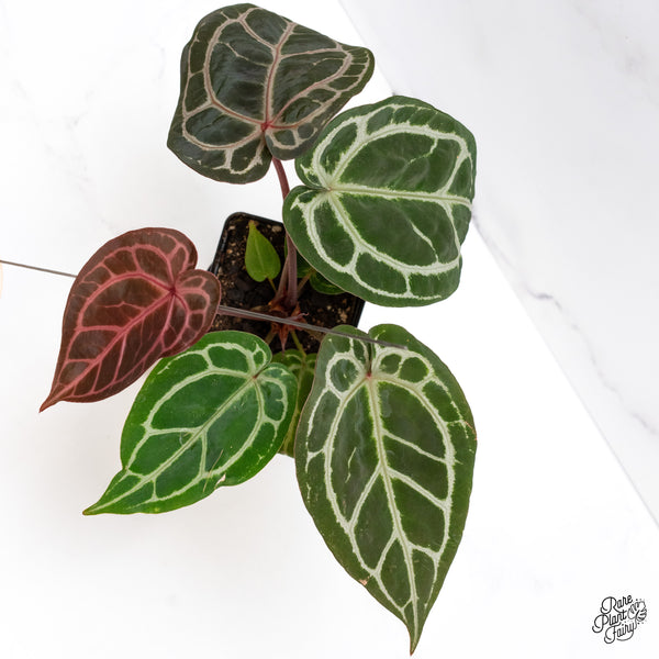 Anthurium Crystal Red '12' x Michelle '1' by DocBlock® (wk43-P) *Vibrant Emergent*