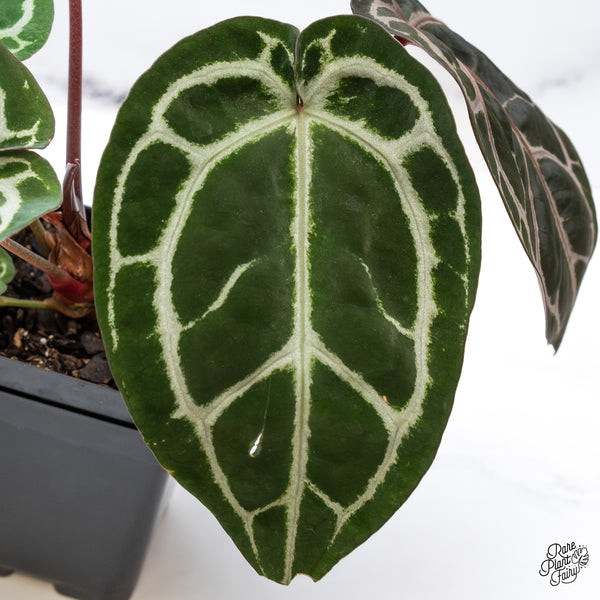 Anthurium Crystal Red '12' x Michelle '1' by DocBlock® (wk43-P) *Vibrant Emergent*