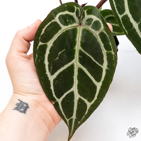 Anthurium Crystal Red '12' x Michelle '1' by DocBlock® (wk43-P) *Vibrant Emergent*