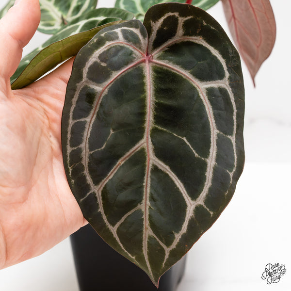 Anthurium Crystal Red '12' x Michelle '1' by DocBlock® (wk43-P) *Vibrant Emergent*