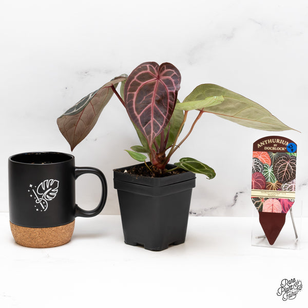 Anthurium Crystal Red '12' x Michelle '1' by DocBlock® (wk43-P) *Vibrant Emergent*
