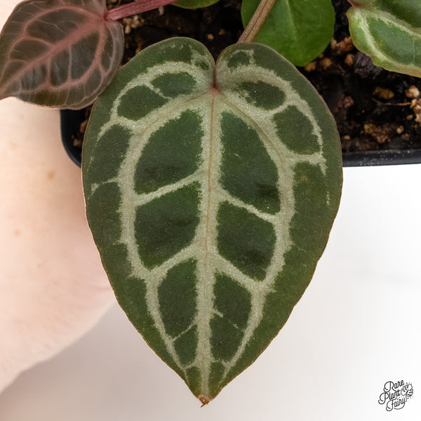 Anthurium Michelle '29' x Zara '28' by DocBlock® (wk5-Z)