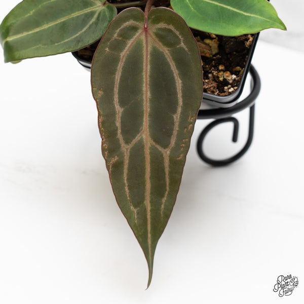 Anthurium Minerva '20' x Dark & Handsome '9' by DocBlock® (wk44-T)