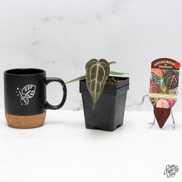 Anthurium Minerva '20' x Dark & Handsome '9' by DocBlock® (wk44-T)