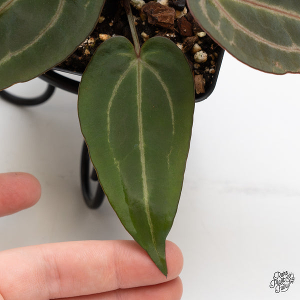 Anthurium Minerva '20' x Dark & Handsome '9' by DocBlock® (wk44-T)