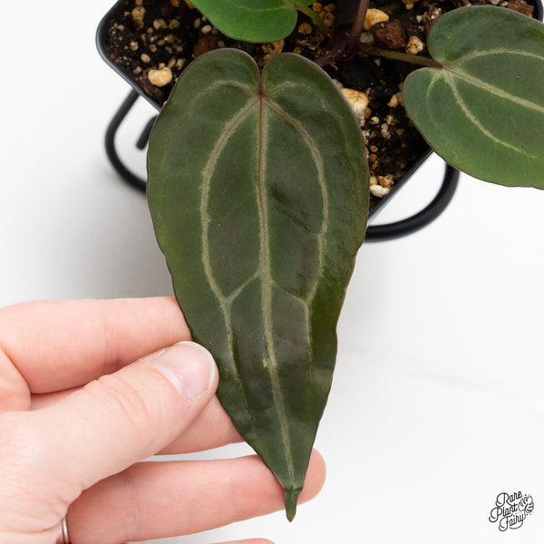 Anthurium Minerva '20' x Dark & Handsome '9' by DocBlock® (wk44-T)