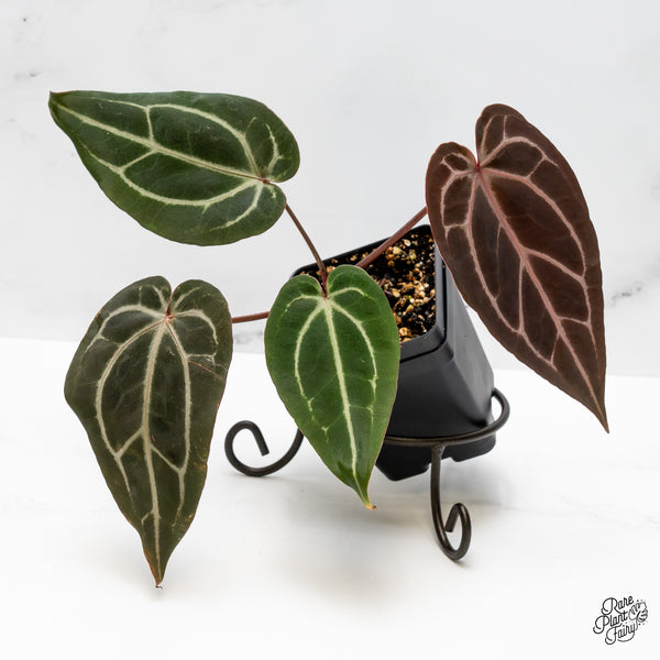 Anthurium Minerva '20' x Dark & Handsome '9' by DocBlock® (wk51-B)