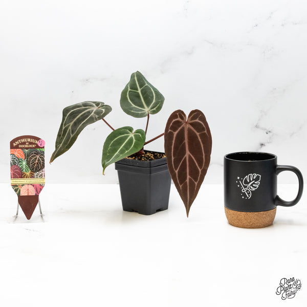 Anthurium Minerva '20' x Dark & Handsome '9' by DocBlock® (wk51-B)