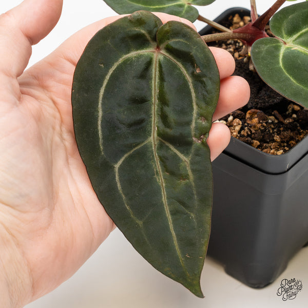 Anthurium Minerva '20' x Dark & Handsome '9' by DocBlock® (wk1-O) *Overlapping Sinus*