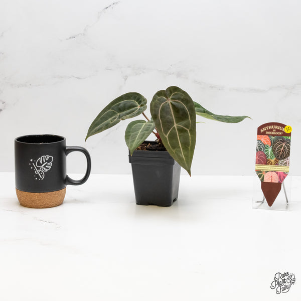 Anthurium Minerva '20' x Dark & Handsome '9' by DocBlock® (wk1-O) *Overlapping Sinus*