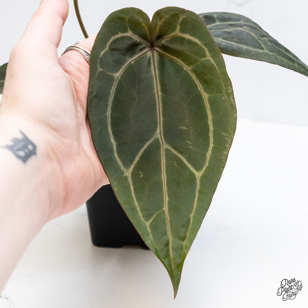Anthurium Minerva '20' x Dark & Handsome '9' by DocBlock® (wk3-R)