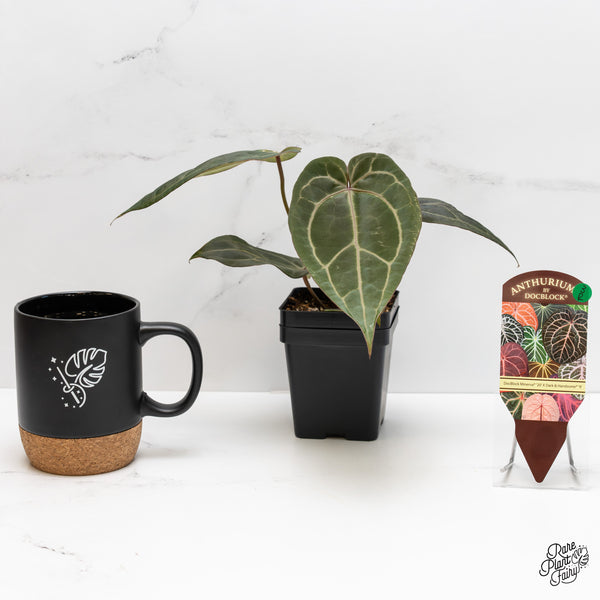 Anthurium Minerva '20' x Dark & Handsome '9' by DocBlock® (wk3-R)