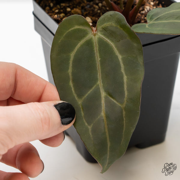 Anthurium Minerva '20' x Dark & Handsome '9' by DocBlock® (wk3-R)