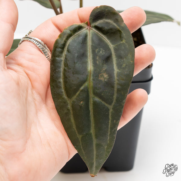 Anthurium Minerva '20' x Dark & Handsome '9' by DocBlock® (wk3-R)