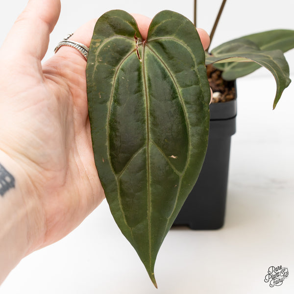 Anthurium Minerva '20' x Dark & Handsome '9' by DocBlock® (wk3-R)