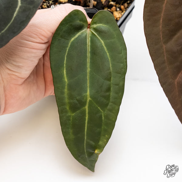 Anthurium Minerva '20' x Dark & Handsome '9' by DocBlock® (wk4-C)