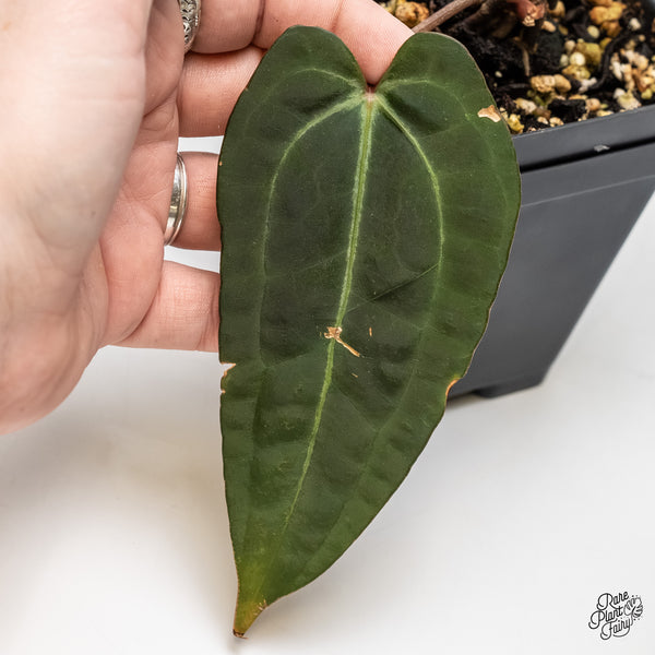 Anthurium Minerva '20' x Dark & Handsome '9' by DocBlock® (wk4-C)