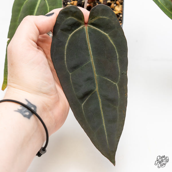 Anthurium Minerva '20' x Dark & Handsome '9' by DocBlock® (wk4-C)