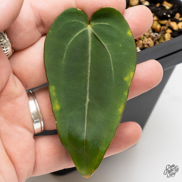 Anthurium Minerva '20' x Dark & Handsome '9' by DocBlock® (wk4-C)