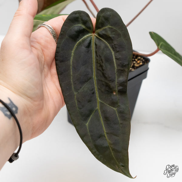 Anthurium Minerva '20' x Dark & Handsome '9' by DocBlock® (wk4-C)