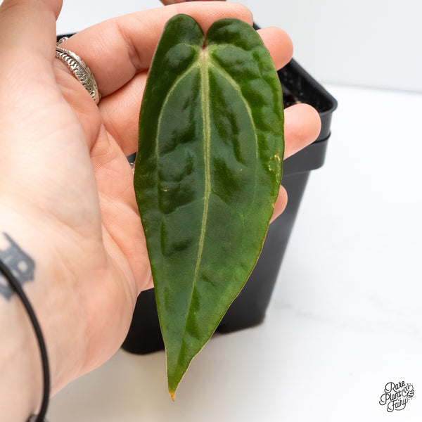 Anthurium Minerva '20' x Dark & Handsome '9' by DocBlock® (wk4-L)