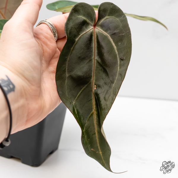 Anthurium Minerva '20' x Dark & Handsome '9' by DocBlock® (wk4-L)