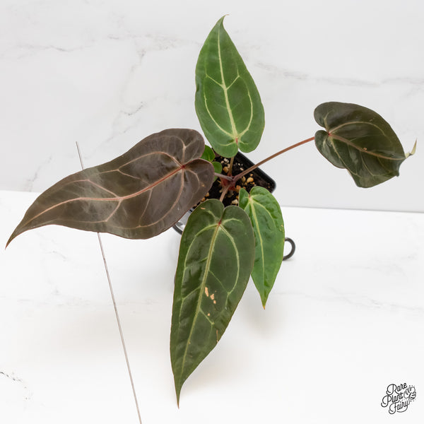 Anthurium Minerva '20' x Dark & Handsome '9' by DocBlock® (wk4-L)