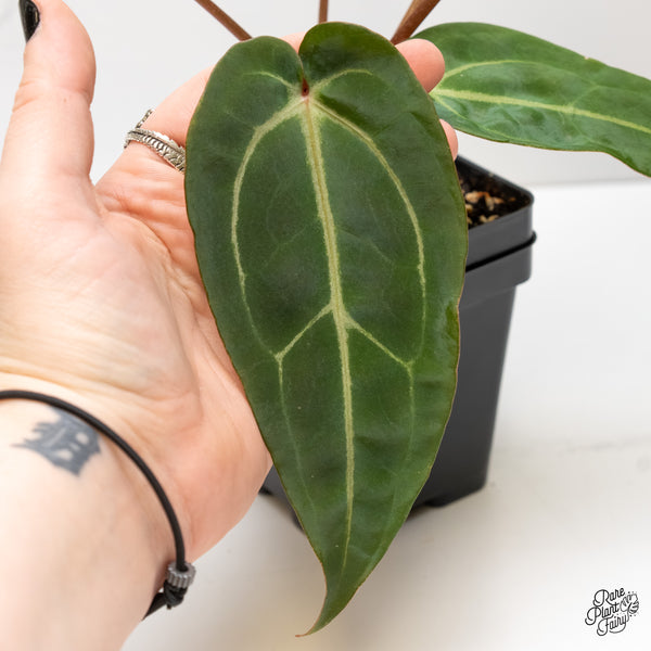 Anthurium Minerva '20' x Dark & Handsome '9' by DocBlock® (wk4-L)