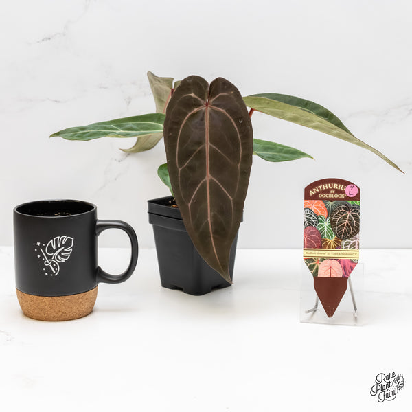 Anthurium Minerva '20' x Dark & Handsome '9' by DocBlock® (wk4-L)