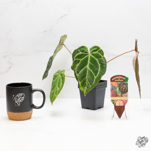 Anthurium Zara '14' x Black Widow '13' by DocBlock® Variegated (wk3-UG)