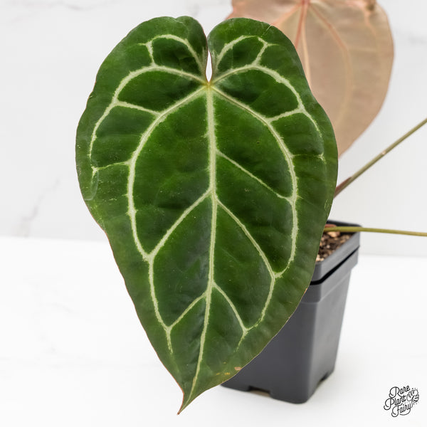 Anthurium Zara '14' x Black Widow '13' by DocBlock® Variegated (wk3-UG)