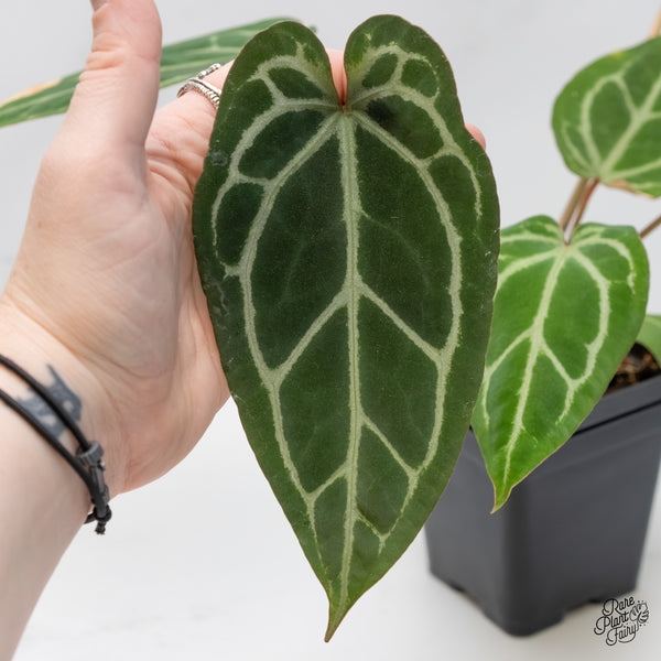 Anthurium Zara '14' x Black Widow '13' by DocBlock® (wk6-G)