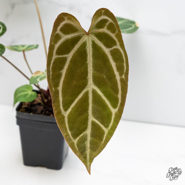 Anthurium Zara '14' x Black Widow '13' by DocBlock® (wk6-G)