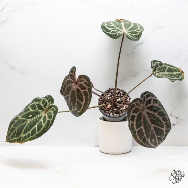 Anthurium Zara '14' x Home, Sweet Home '32' by DocBlock® (wk50-T)