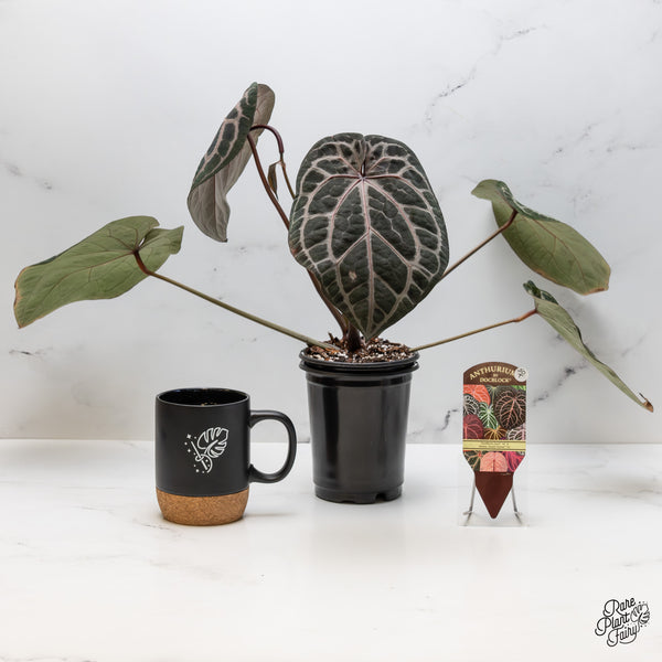 Anthurium Zara '14' x Home, Sweet Home '32' by DocBlock® (wk50-T)