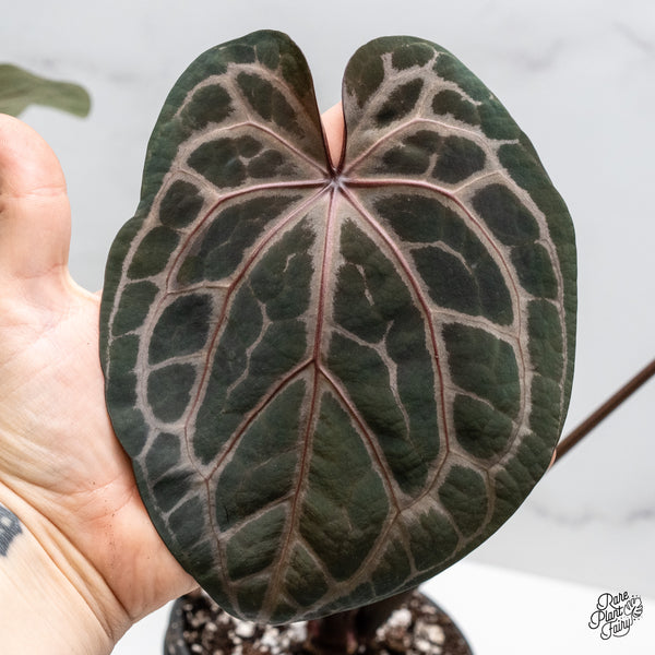 Anthurium Zara '14' x Home, Sweet Home '32' by DocBlock® (wk50-T)