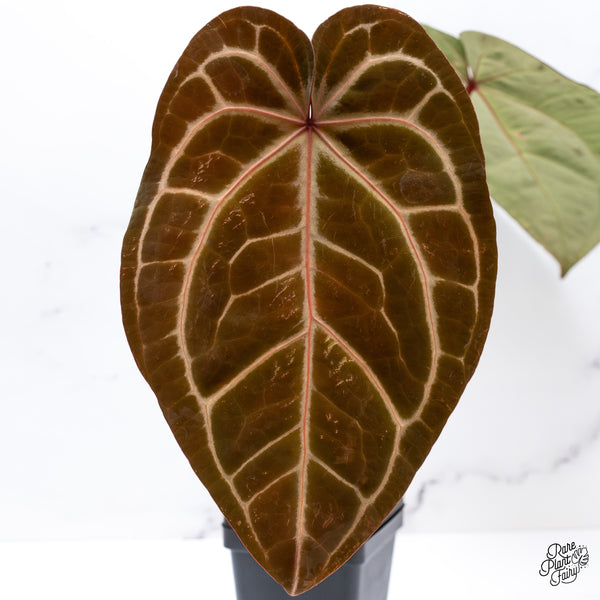 Anthurium Zara '29' x Zara '3' by DocBlock® (wk43-H)