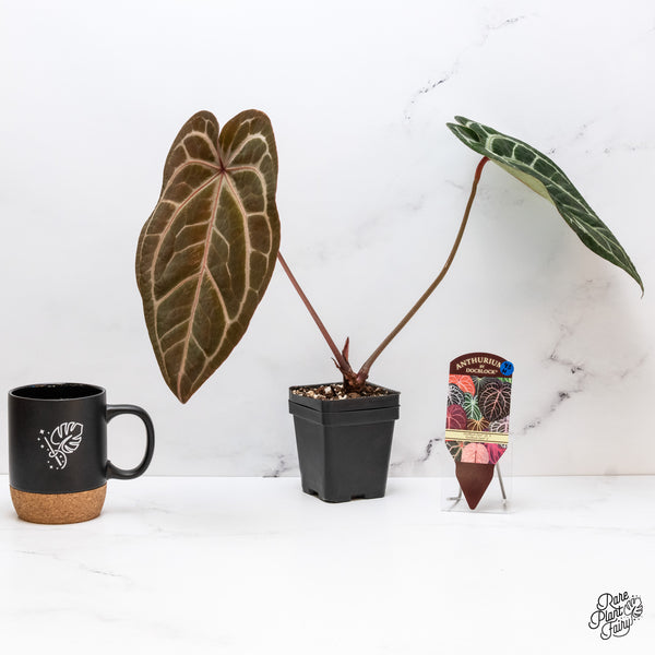 Anthurium Zara '29' x Zara '3' by DocBlock® (wk43-H)