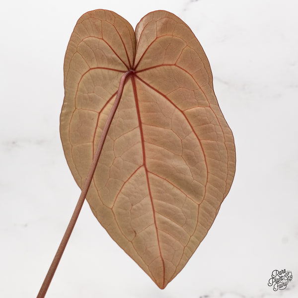 Anthurium Zara '29' x Zara '3' by DocBlock® (wk43-H)